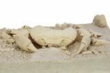 Fossil Crab (Potamon) Preserved in Travertine - Turkey #242888-3